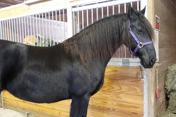 Égua chamada 'Mariska'  ganhou o apelido de 'cavalo Houdini' (Foto: Jeff Schrier/Saginaw News/AP)