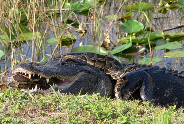 Píton e aligátor (jacaré americano) foram flagrados em combate mortal em 2009 no Parque Nacional Everglades, na Flórida (EUA) (Foto: Lori Oberhofer/National Park Service/AP)