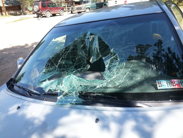 Urso quebrou para-brisa e destruiu parte interna do veículo (Foto: Greg Creasy/AP)