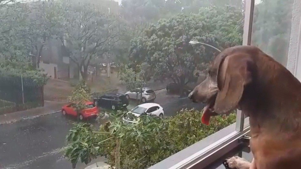 Cachorro na janela observa chuva na Asa Norte, no Distrito Federal  — Foto: TV Globo/Reprodução 
