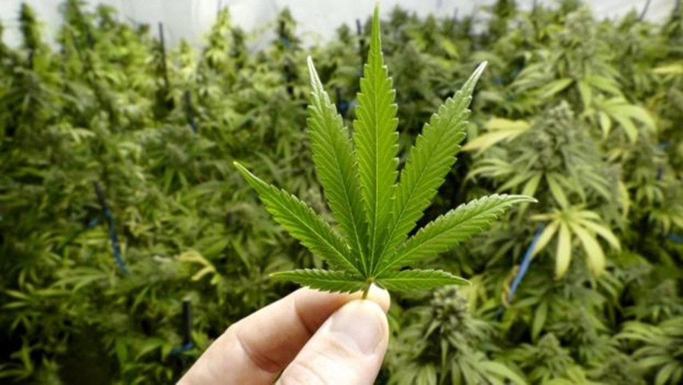 Uso medicinal de cannabis é aprovado pelo Conselho de Estadual de Saúde do Ceará. — Foto: Getty Images/ BBC 