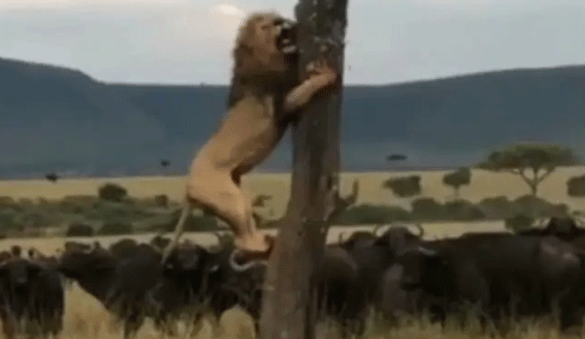 The king of the jungle is afraid: a lion climbs a tree to escape a herd of buffaloes in a viral video |  Biodiversity