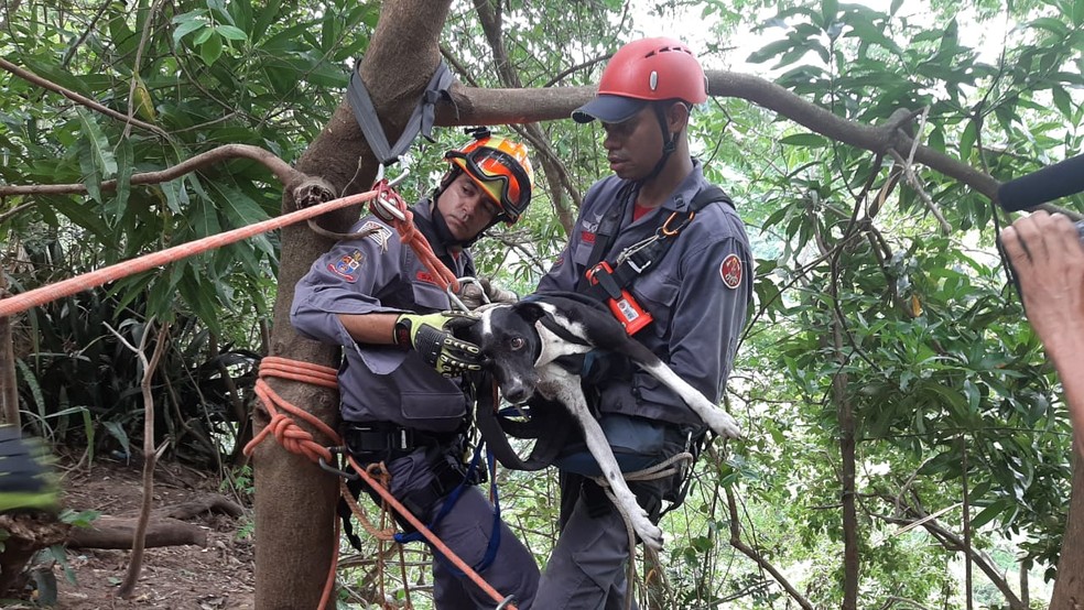Bombeiros e voluntários desceram várias vezes em ribanceira de Marília na tentativa de encontrar Sasha — Foto: Fabrício Lopes/TV TEM