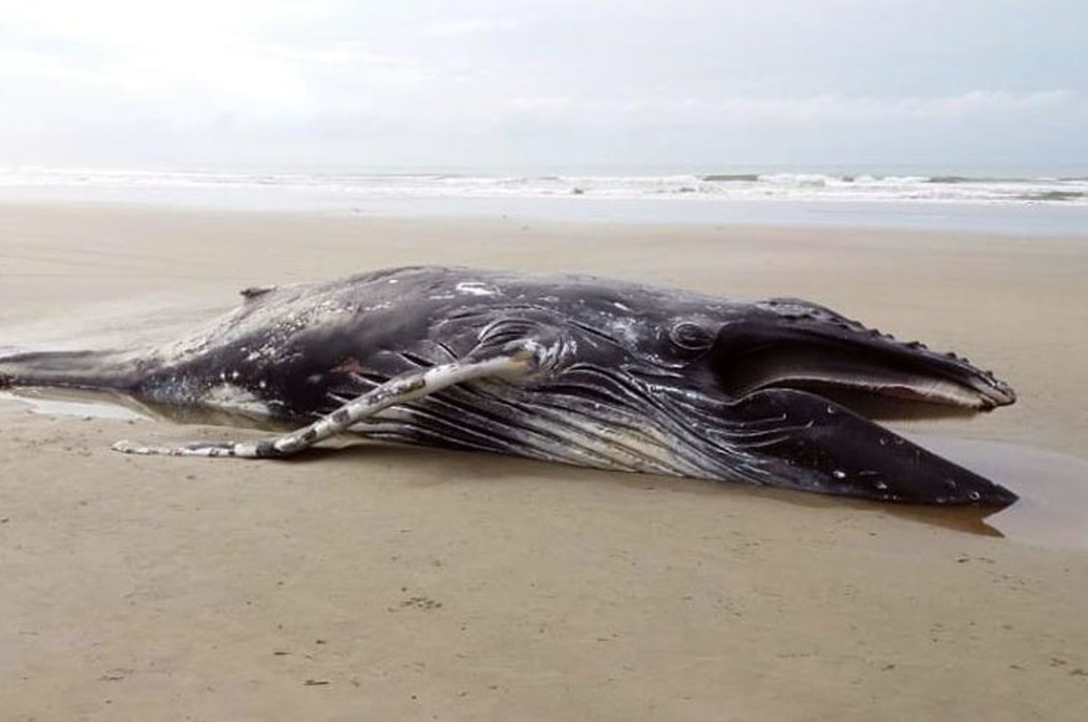 Baleia jubarte de duas toneladas é encontrada encalhada em praia de SP ...