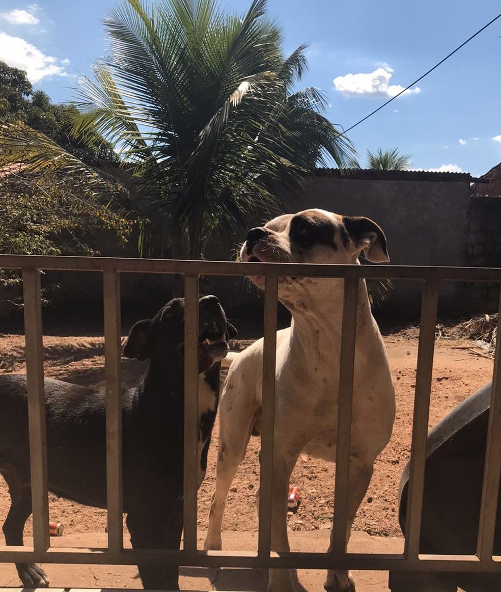 Tamanduá invadiu casa na cidade, matou um cachorro e foi morto por outro — Foto: Kessillen Lopes/G1