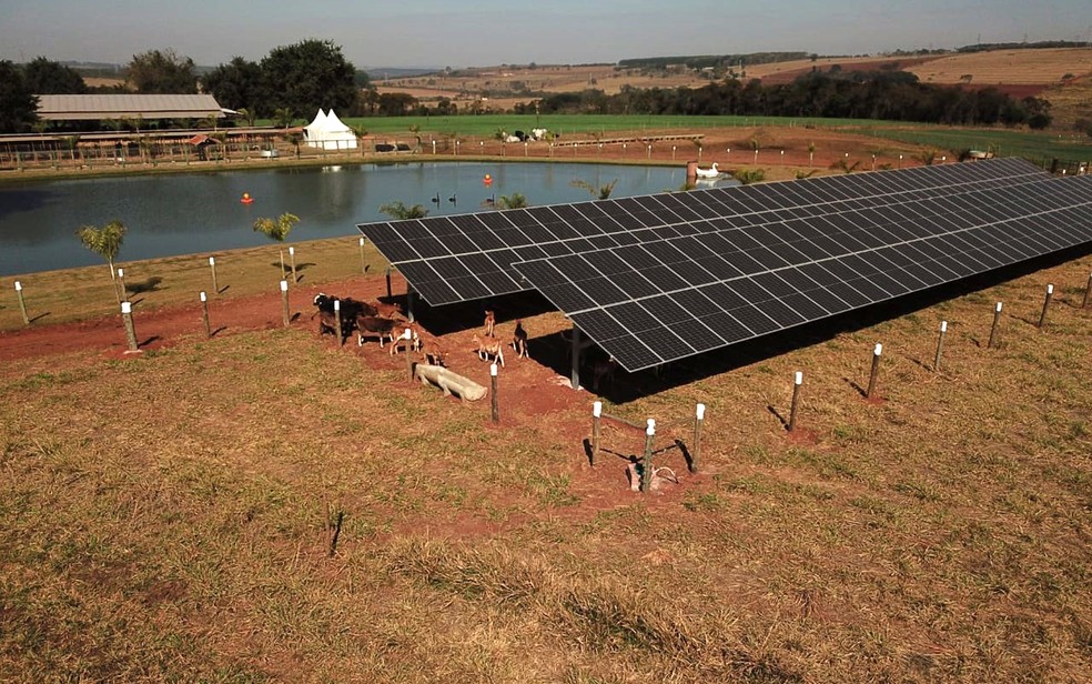 Placas fotovoltaicas fazem o papel de gerar energia solar e oferecer sombra ao gado Agrishow 2022 Ribeirão Preto, SP — Foto: Dinâmica/Divulgação