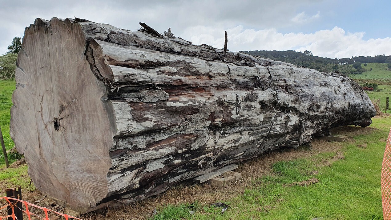 Usando um antigo tronco de árvore kauri, da Nova Zelândia, cientistas dataram o momento e os impactos ambientais da última troca de pólo magnético ocorrida na Terra (Foto: Nelson Parker)