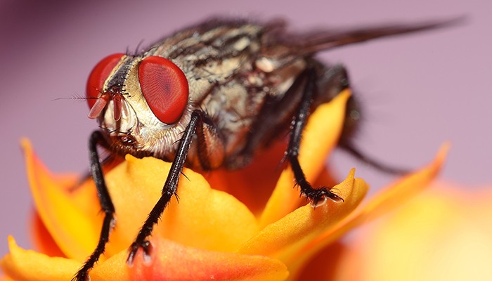 Estudo foi feito com gênero de moscas Drosophilas (Foto: Wikimedia Commons)