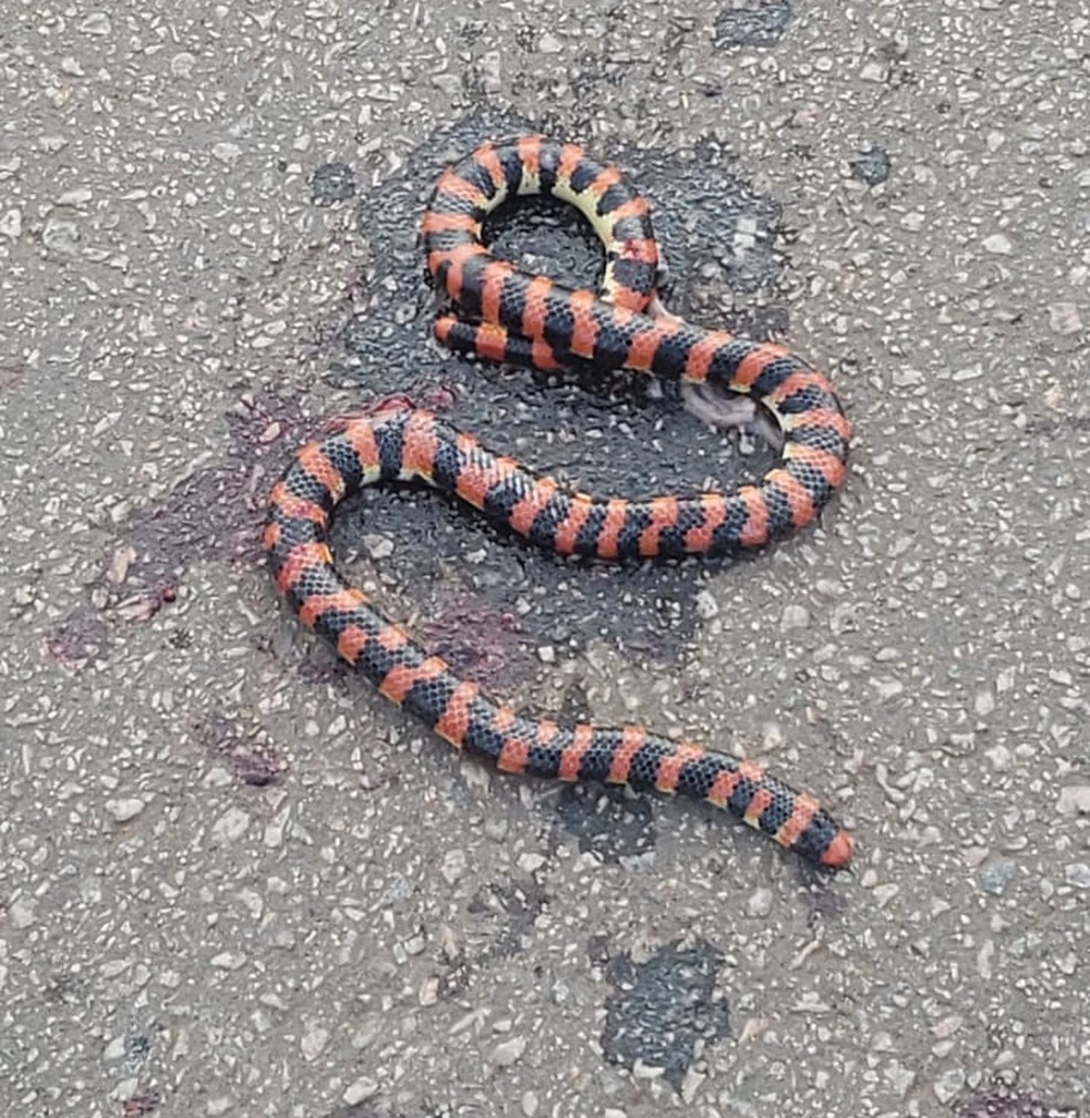Cobra morreu após ser atropelada em estrada de Palmas — Foto: Fernando Passos/Divulgação