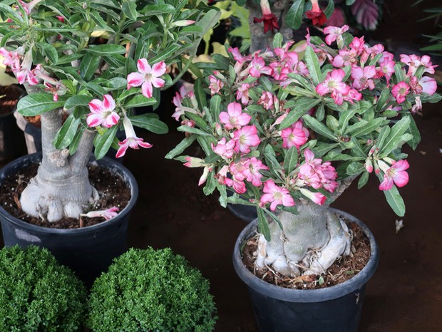Photo showing a Desert Rose (Adenium obesum) plant that has been made over as a bonsai tree. This species is also known under the common names of Sabi star, kudu, mock azalea and impala lily. (Foto: Getty Images/iStockphoto)