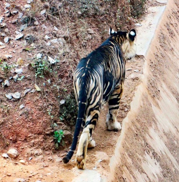 Fotógrafo amador registra um dos últimos tigres negro do mundo (Foto: Reprodução/ Instagram)