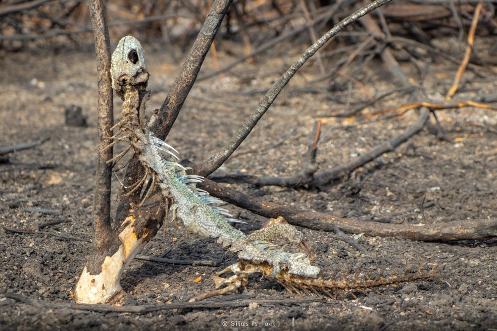 Carcaça de iguana após animal não conseguir escapar de chamas no Pantanal de MS. — Foto: Silas Ismael/Arquivo Pessoal