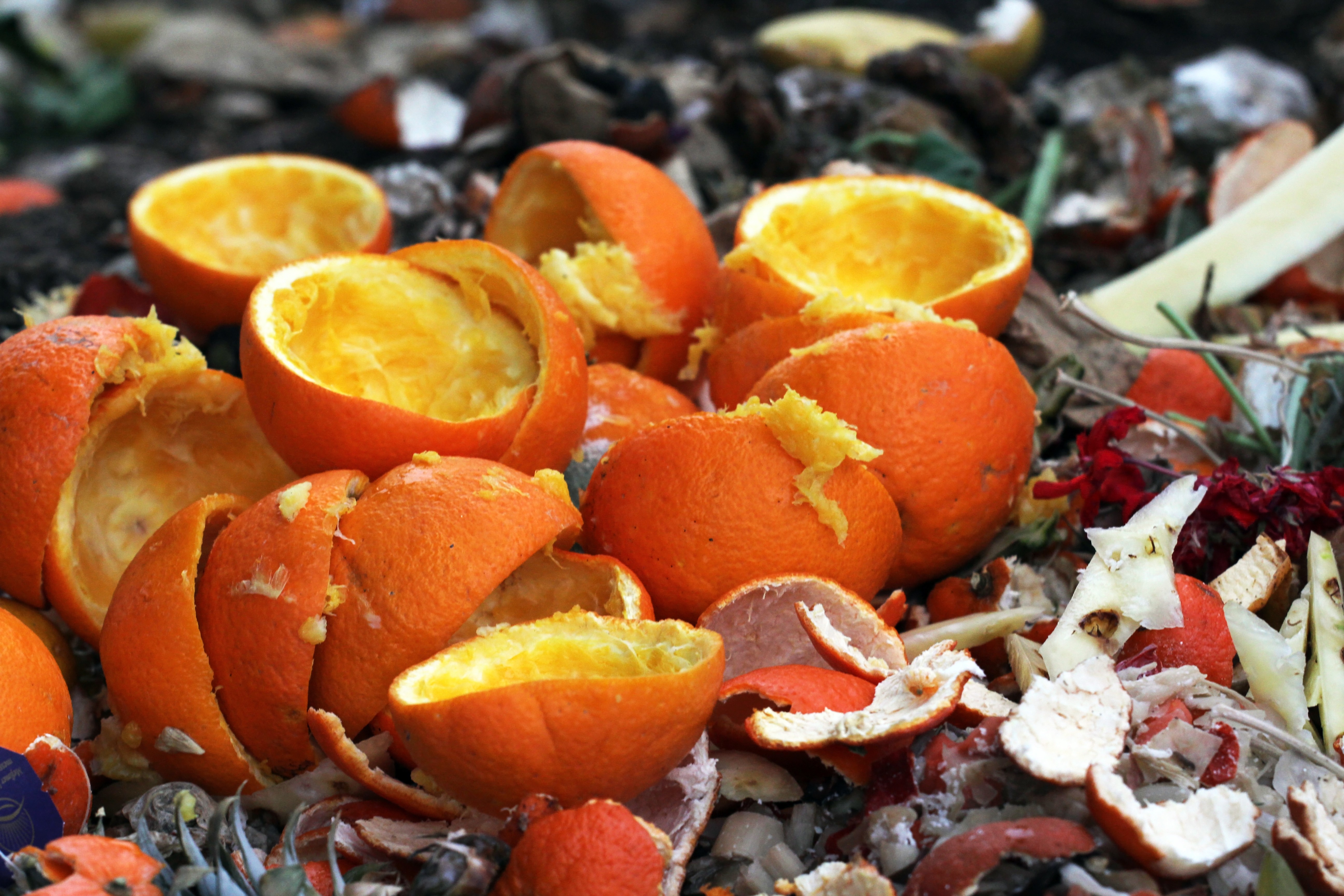 compostagem_casca de laranja (Foto: Getty Images)