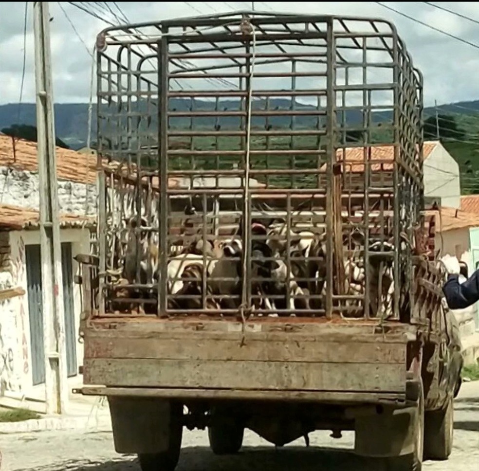 Cerca de 30 animais de rua foram sacrificados nesta terça-feira (6) no município de Igaracy (Foto: Reprodução / Tv Paraíba)