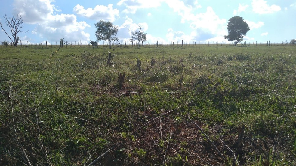 Segundo a polícia, corte irregular foi flagrado durante uma fiscalização nesta quinta-feira (2) em Marília — Foto: Polícia Ambiental/Divulgação