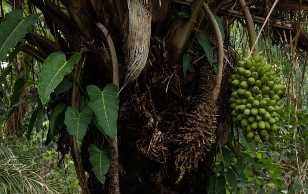 rvore comea a dar frutos 4 meses aps queimadas  Foto: Gabriela Schuck