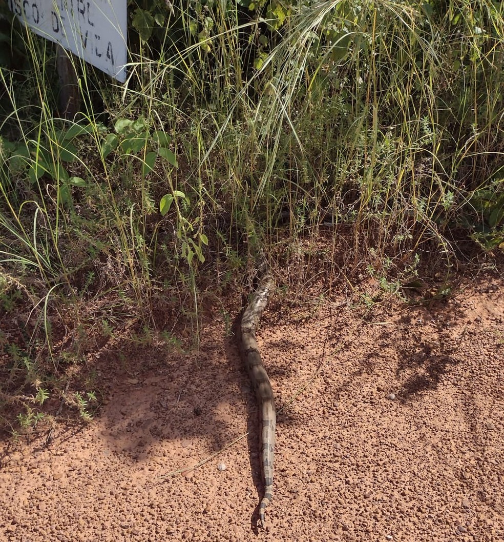 Jiboia resgatada foi devolvida à natureza — Foto: Corpo de Bombeiros