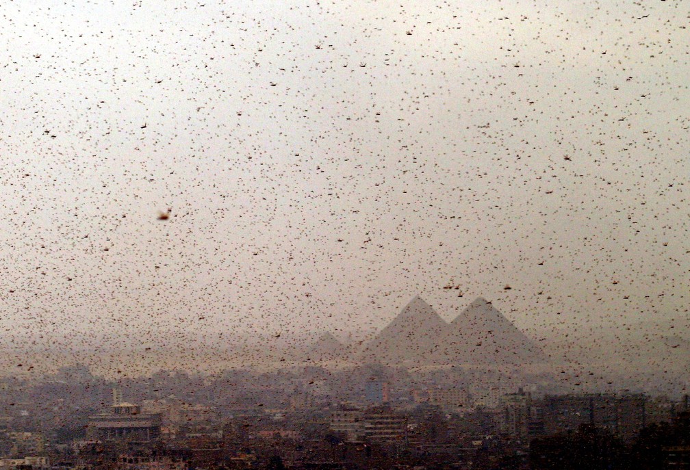 Foto de novembro de 2004 mostra nuvem de gafanhotos perto das Pirâmides de Gizé, no Egito — Foto: Reuters