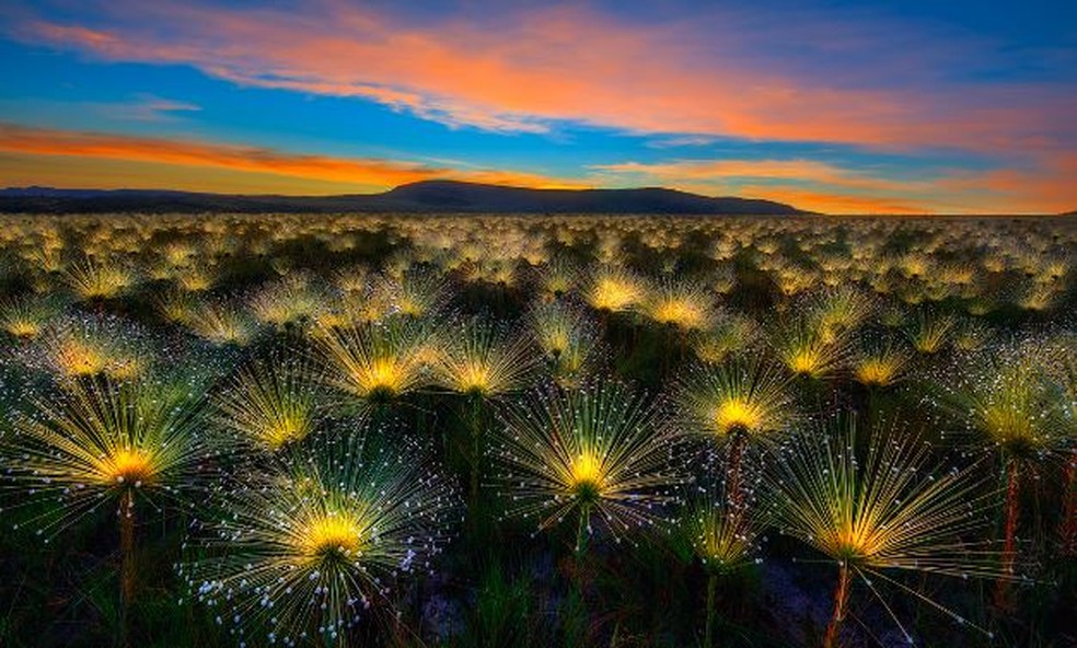 Imagem do fotógrafo brasiliense Marcio Cabral premiada no Internacional Garden Photography of the Year registra "chuveirinhos" na Chapada dos Veadeiros, no Goiás (Foto: Foto Explorer/Reprodução)
