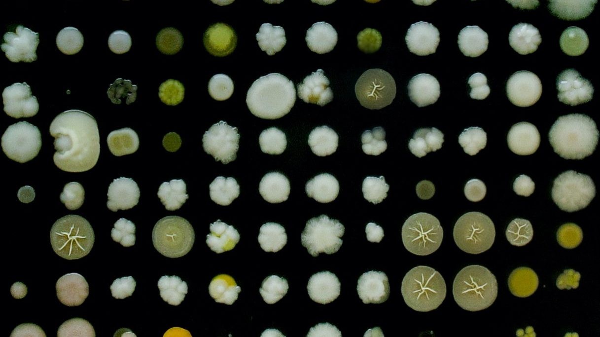 Fungos coletados em Campos Rupestres (MG) por pesquisadores da Unicamp (Foto: DIVULGAÇÃO GCCRC)