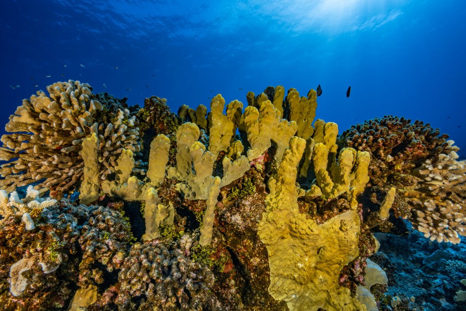 Recife de coral saudável nas Ilhas Gambier, Polinésia Francesa, Pacífico Sul