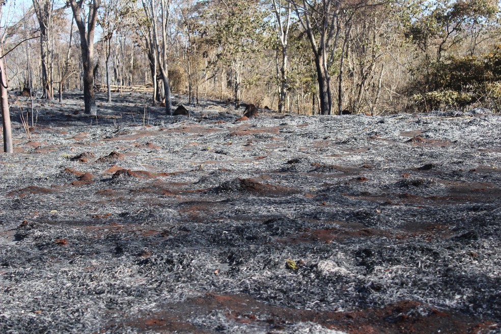 Em 2017, incÃªndio devastou parte do Parque Estadual do Pau Furado â€” Foto: Caroline Aleixo/G1