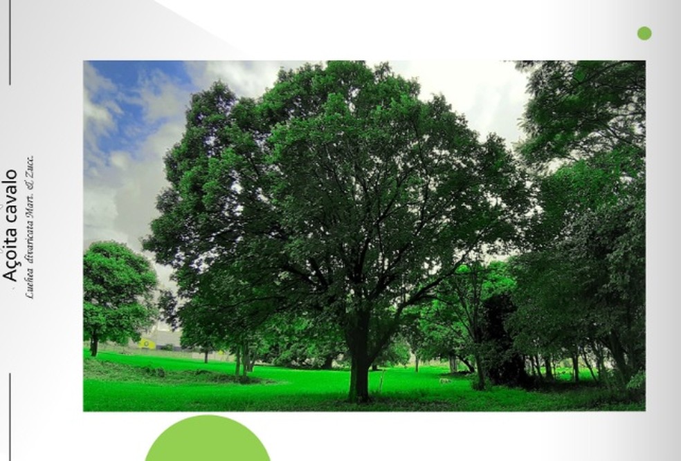 Ambientalista Lanca Livro Digital Com Mais De 200 Especies Da Flora De Uberaba Vida Em Casa G1