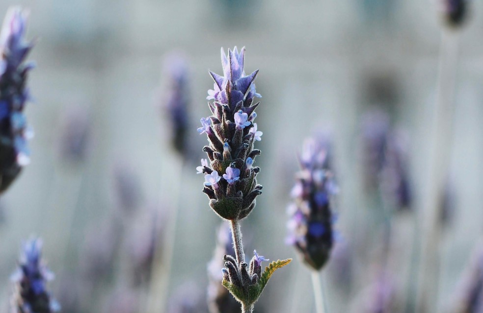 A lavanda é muito usada em sobremesas — Foto: Reprodução da Internet