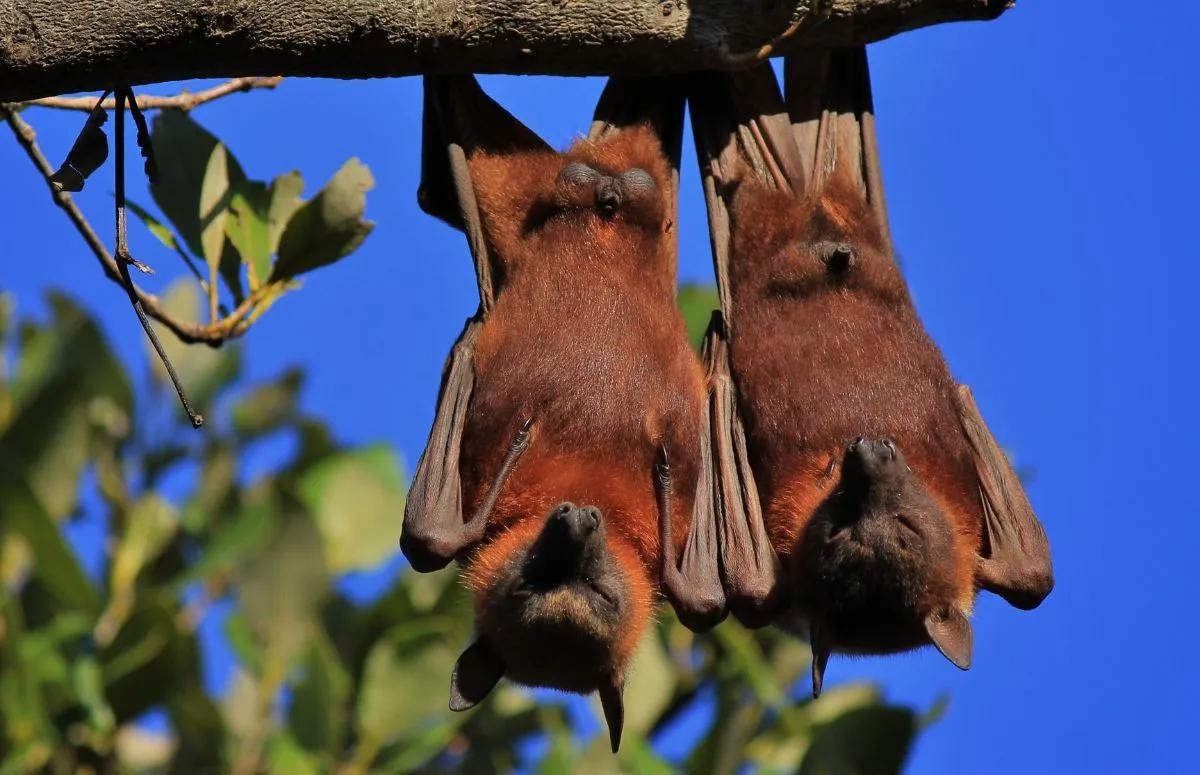 10 animais que não dormem como os humanos | Comportamento | Vida de Bicho