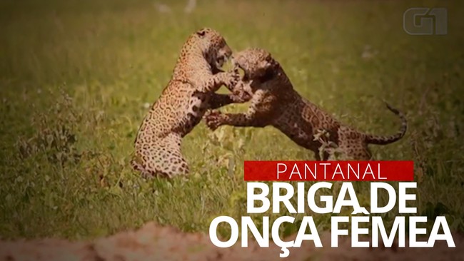 Onças-pintadas brigam pela defesa de filhotes no Pantanal de MS