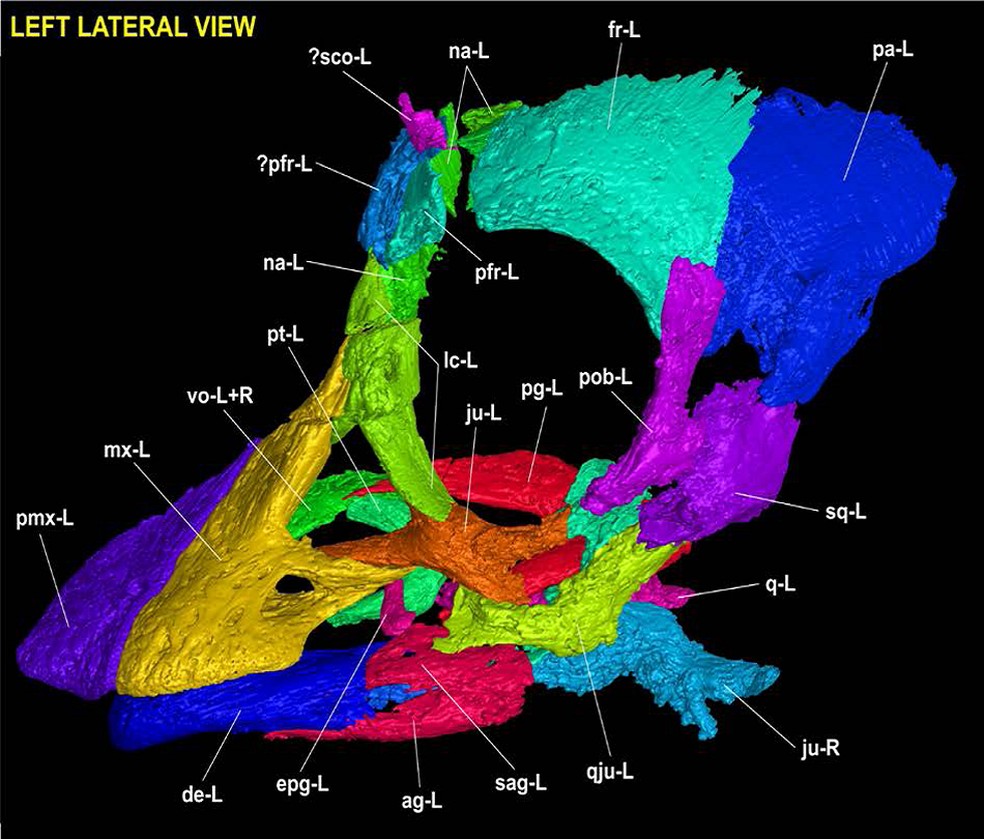 A imagem, de raio-X do crânio de embrião de dinossauro, foi colorida digitalmente pelos cientistas. — Foto: John Nudds/Universidade de Manchester