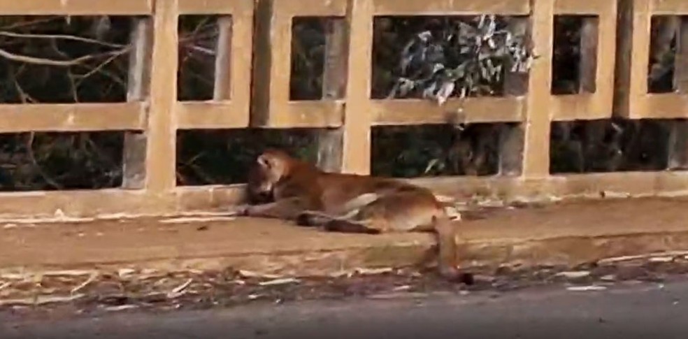 Onça-parda foi atropelada na Rodovia da Integração, em Dracena (SP) — Foto: Sérgio Sakate