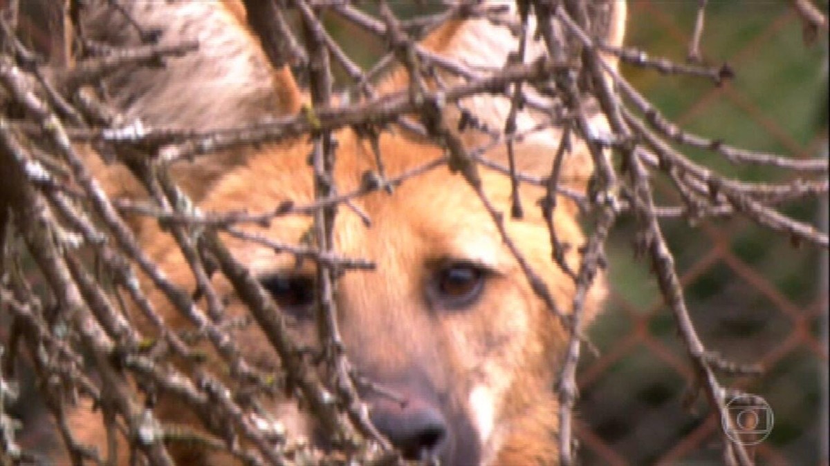 Reveja os projetos de preservação do lobo-guará em Minas Gerais thumbnail