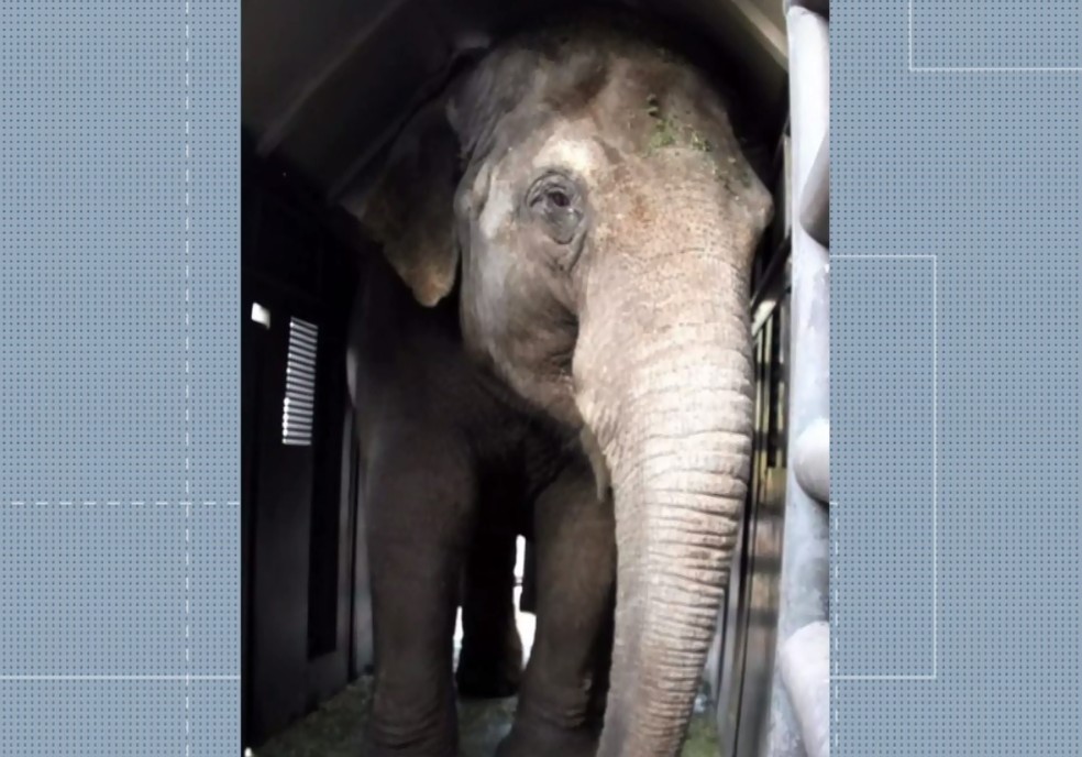 Elefantas estão sendo trazidas da Argentina para o Brasil — Foto: Reprodução