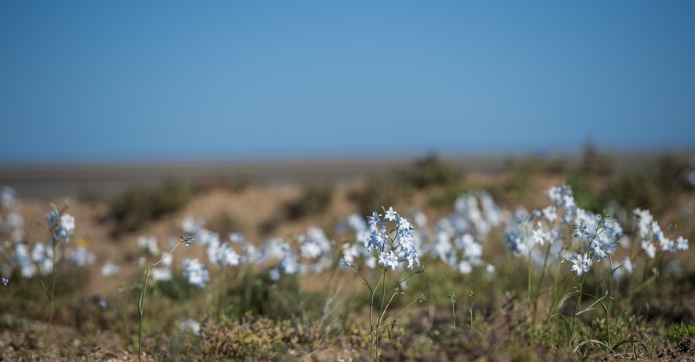  (Foto: Martin Bernetti/AFP)