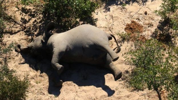 BBC: Em maio, o governo de Botsuana descartou que o motivo fosse a caça ilegal (Foto: SUPPLIED VIA BBC)