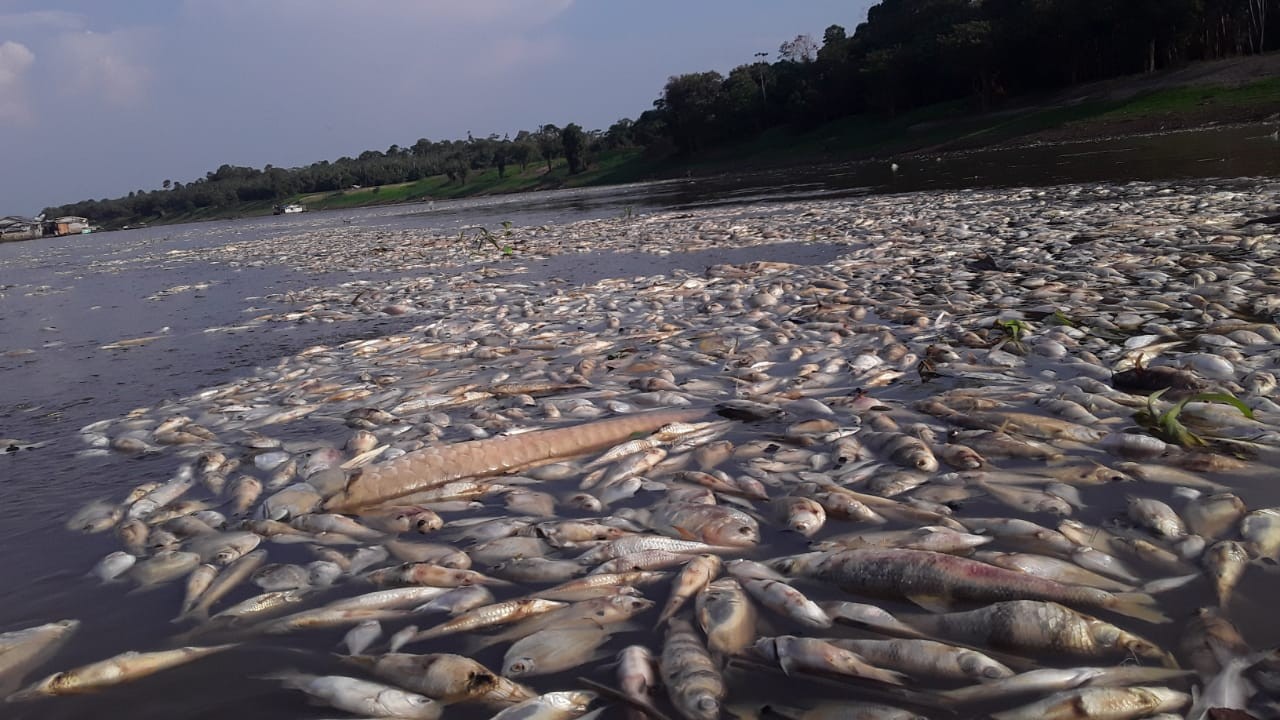 Com 15 cidades em emergência e rios secos, AM registra morte de peixes, botos e outros animais; vídeos 