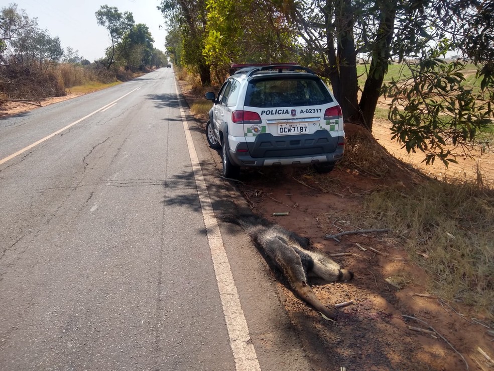 Fêmea de tamanduá-bandeira foi atropelada em estrada vicinal  — Foto: Polícia Ambiental
