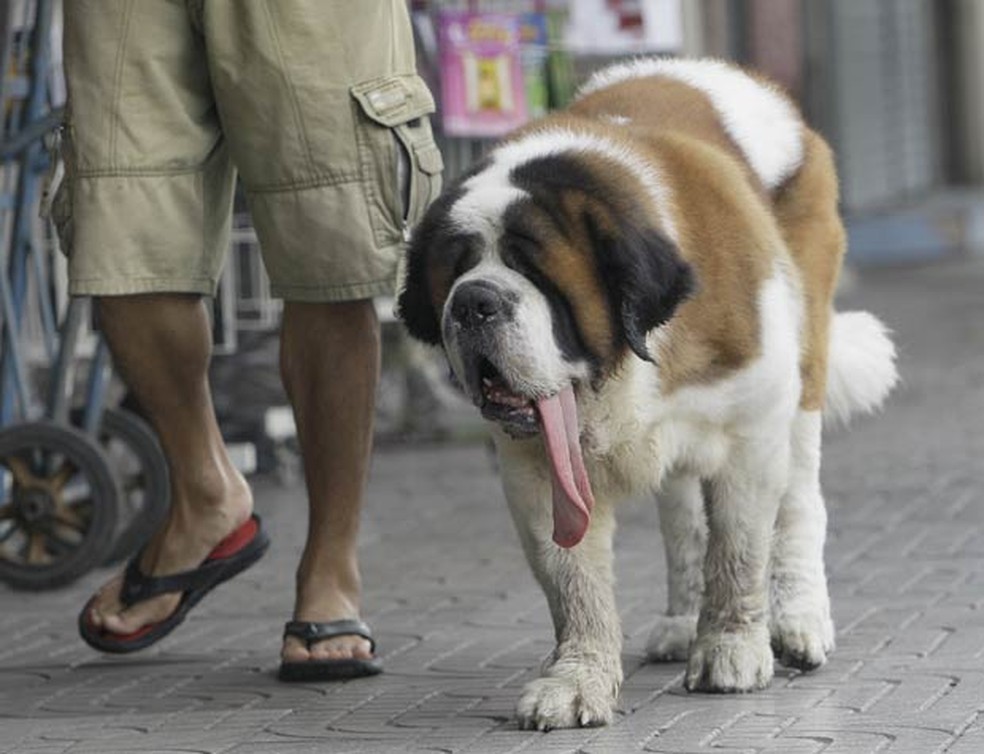 Passear com cachorro pode fazer bem para o estudante — Foto: Sakchai Lalit/AP
