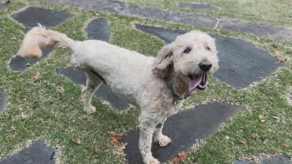 Gus, o simpático cãozinho de apenas três patas que se tornou um herói local nos EUA — Foto: Reprodução CBS 