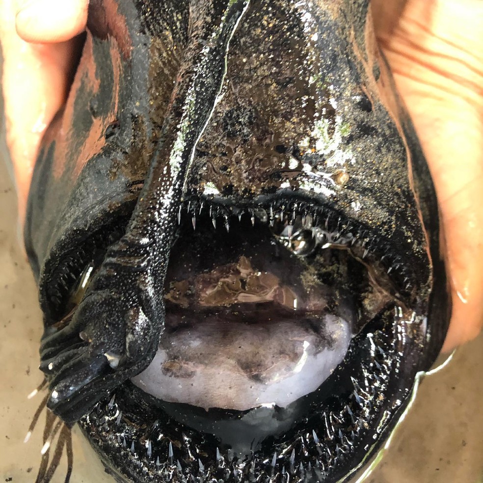 Versão real de peixe de ‘Procurando Nemo’ é encontrado em praia