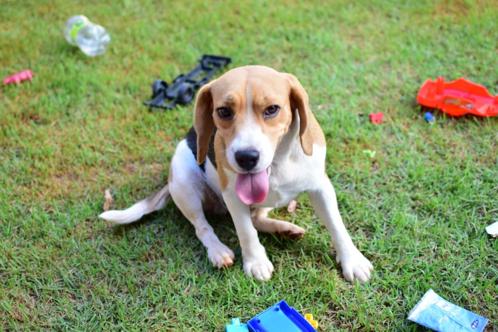 Cachorra da raça beagle foi levada de hotel para animais — Foto: Antônio Carlos/Arquivo Pessoal