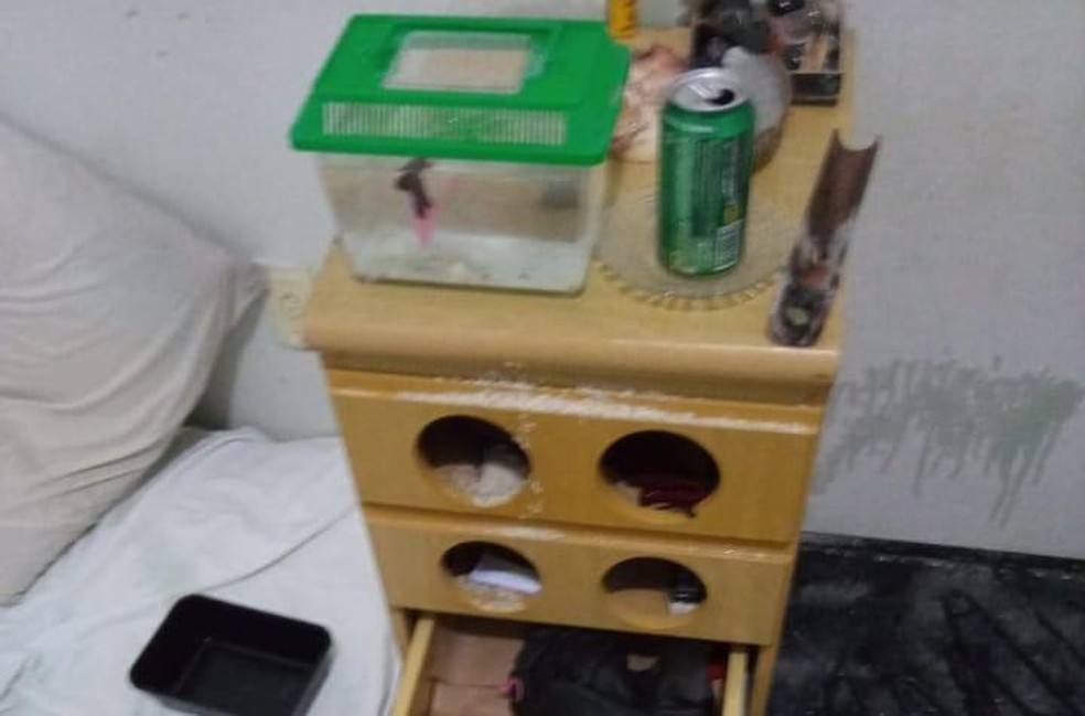 Peixe ornamental de Manuela Sousa, que diz que foi morto pela estudante Juliana Castelo. — Foto: Arquivo pessoal