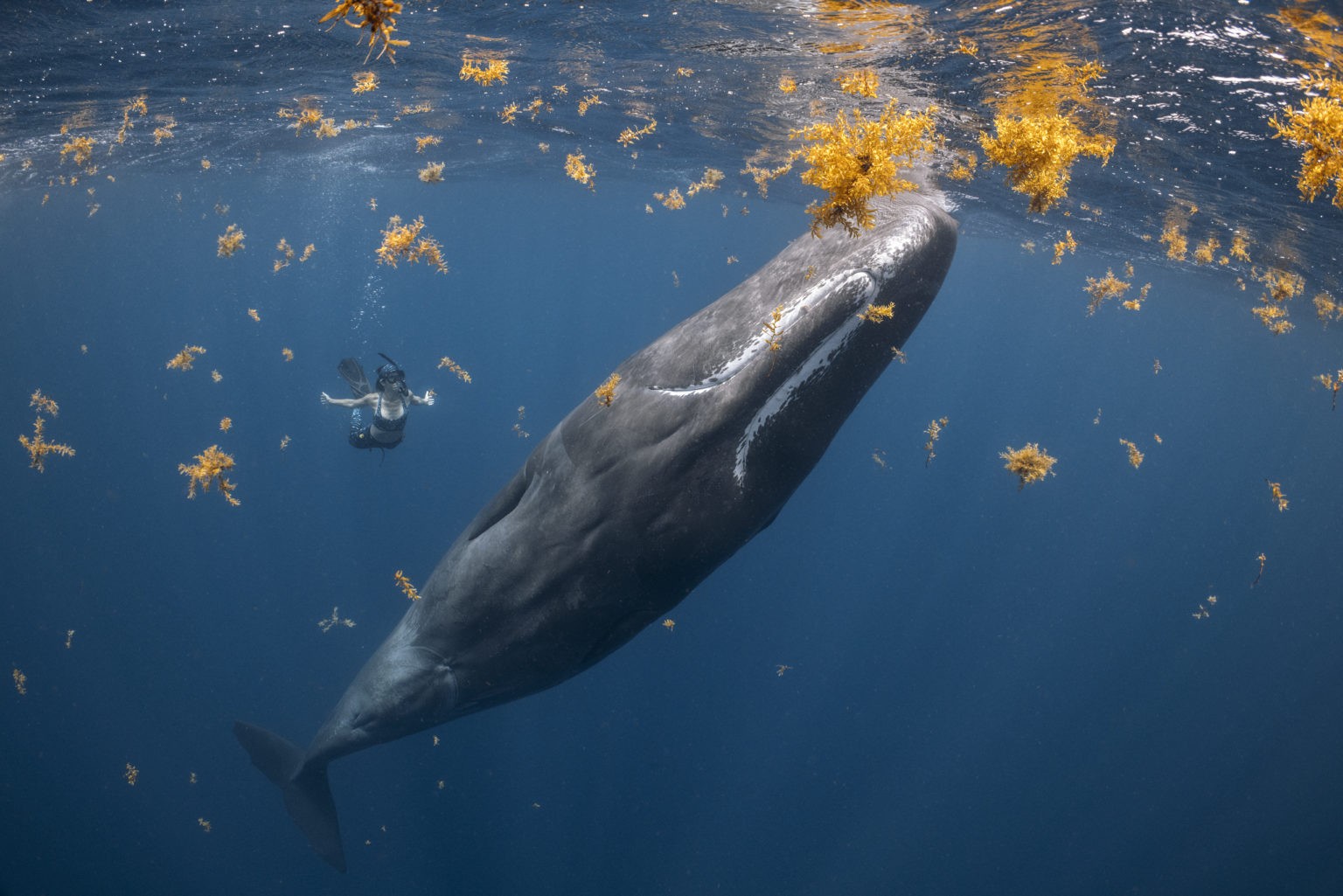 Prêmio anuncia as melhores fotos do oceano de 2022; veja as vencedoras -  Revista Galileu