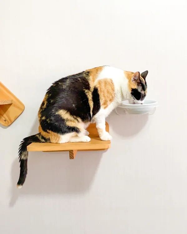Comedouro de parede Cat Wal, Pet Bichano. R$ 79,90, na Pet Bichano (Foto: Divulgação)