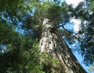 Árvore chilena pode ser a mais velha do mundo, com 5.484 anos