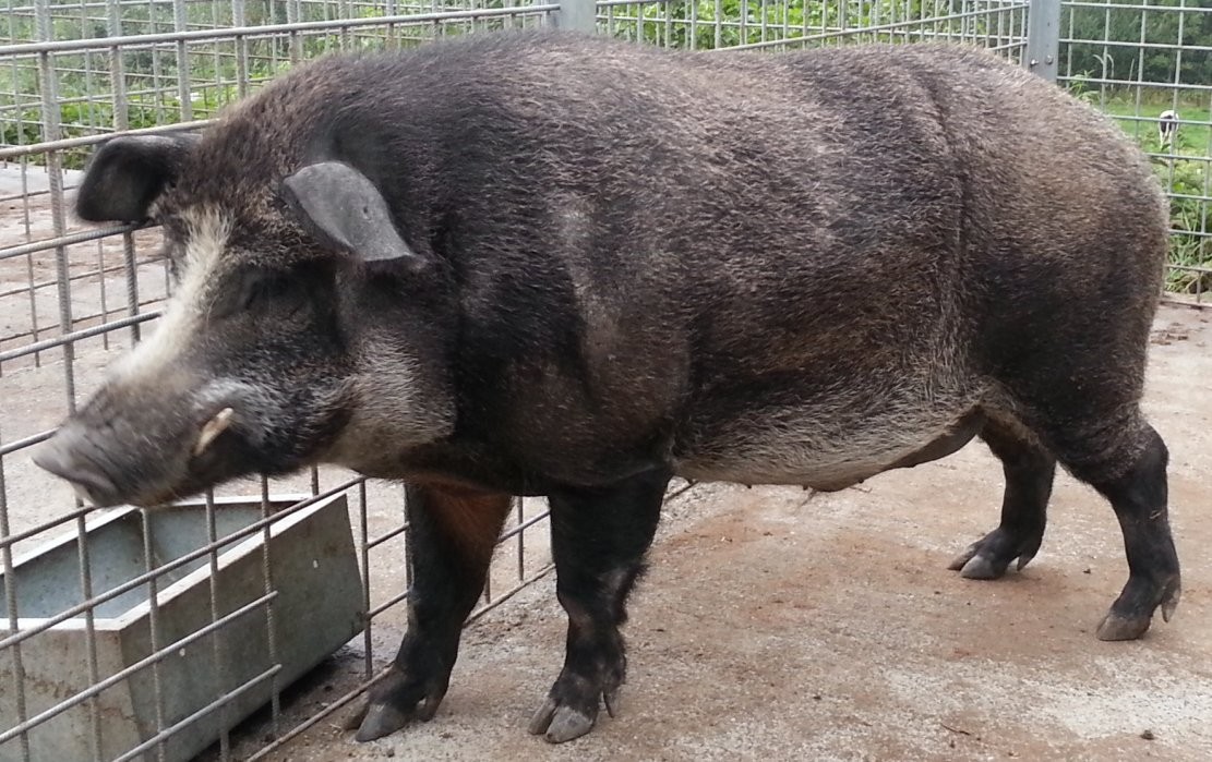 Javaporco, híbrido de porco doméstico e javali selvagem (Foto: Wikipedia/Miguel Tremblay )
