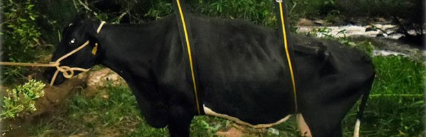 Vaca resgatada tirolesa São Sebastião do Paraíso (Foto: Reprodução EPTV)