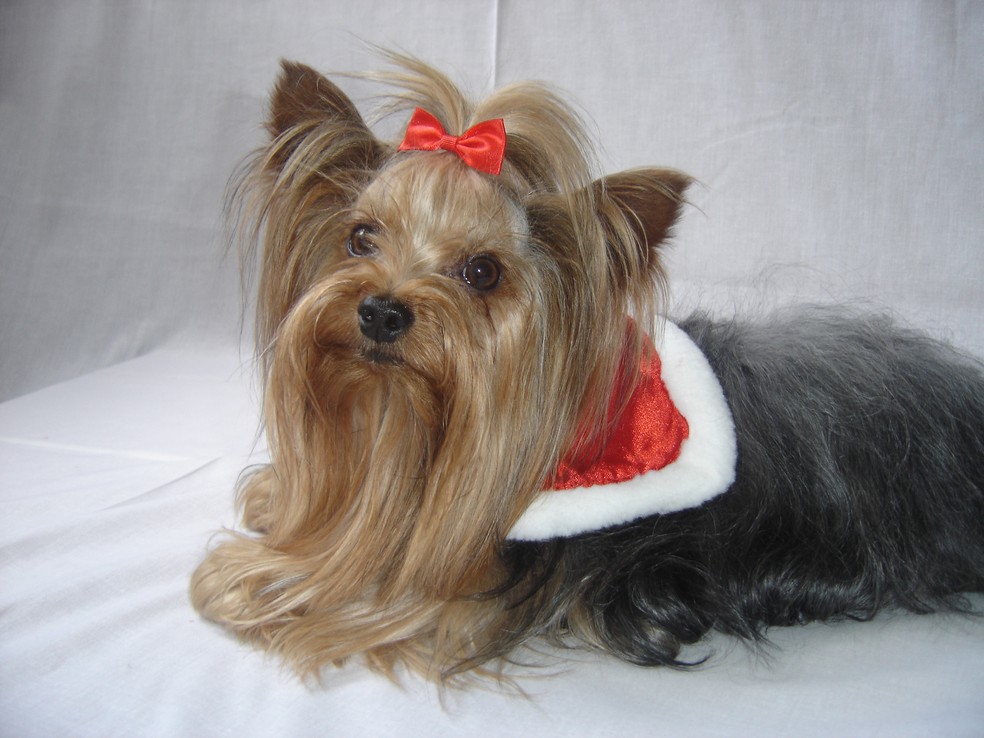 Cão da raça Yorkshire Terrier usando uma bandana especial para pets, em im agem de arquivo (Foto: Divulgação)