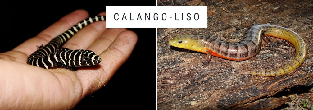 É possível identificar a idade do animal de acordo com as cores e "estampas"  — Foto: Willianilson Pessoa/Arquivo Pessoal